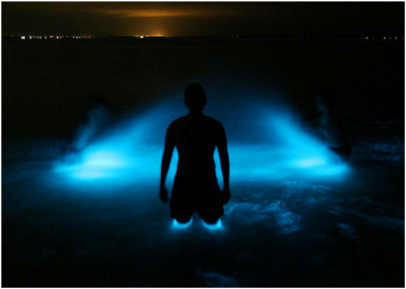 The Bioluminescent Mosquito bay (creative commons)