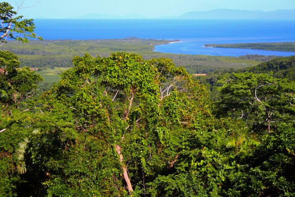 Daintree Rainforest by stephmcg (creative commons)