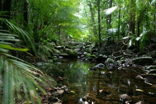 Daintree Rainforest (creative commons)