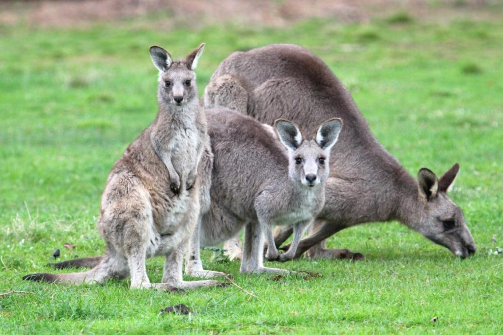 6 Australian Adventures For Animal Lovers